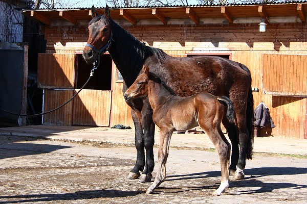 Koradina Caletto - H