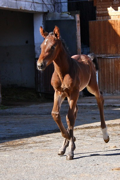 Koradina Caletto - H