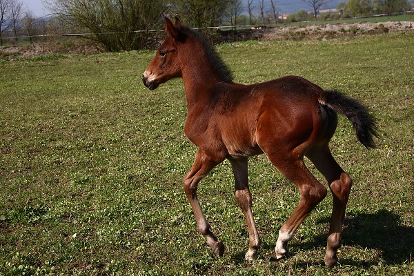 Koradina Caletto - H