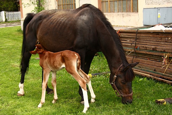 Morfeus