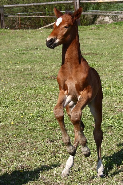 Olympic Caletto - H