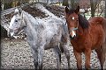 IMG_0231 