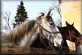 IMG_0296 